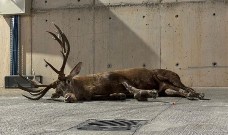 Yaralı geyik fabrikaya sığındı – Son Dakika Türkiye Haberleri