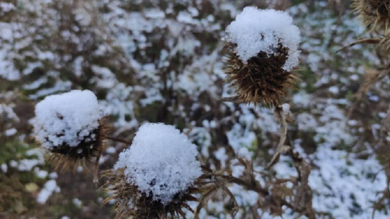 Ardahan'da soğuk nedeniyle don oluştu