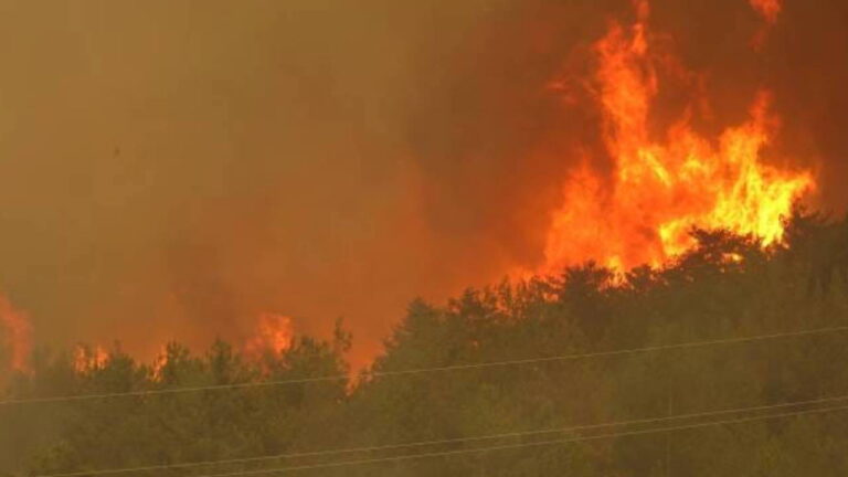 “Ormanlarımız ciddi stres altında” – Türkiye haberlerini kırın