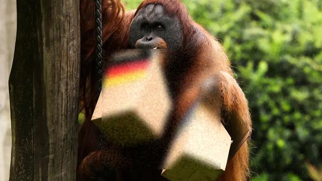 Ahtapot Paul’un mirası sürüyor! Kahin hayvanlar sahneye çıktı